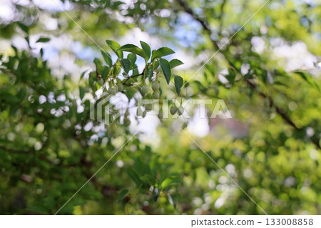 可愛的雪鈴果 133008858