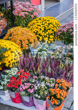Side view of a flower shop displaying round potted chrysanthemums, vibrant calluna, and kalanchoe plants. Perfect for autumn, floral, seasonal, and lifestyle photography, as well as backgrounds and Side view of a flower shop displaying round potted chrysanthemums, vibrant calluna, and kalanchoe plants. Perfect for autumn, floral, seasonal, and lifestyle photography, as well as backgrounds and 133008950
