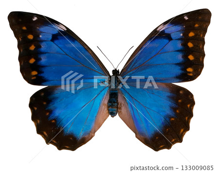 This image showcases a female Morpho anaxibia butterfly with striking iridescent blue wings. The butterfly is isolated against a white backdrop, highlighting its vivid colors and unique patterns. This image showcases a female Morpho anaxibia butterfly with striking iridescent blue wings. The butterfly is isolated against a white backdrop, highlighting its vivid colors and unique patterns. 133009085