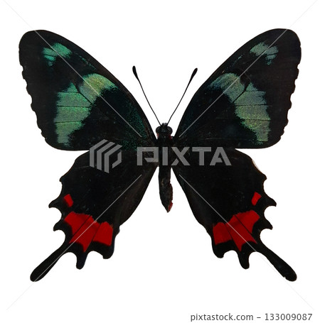 This striking butterfly Parides erythalion displays vibrant red and green colors while resting in its natural tropical habitat. Its wings are fully spread, showcasing intricate patterns. 133009087