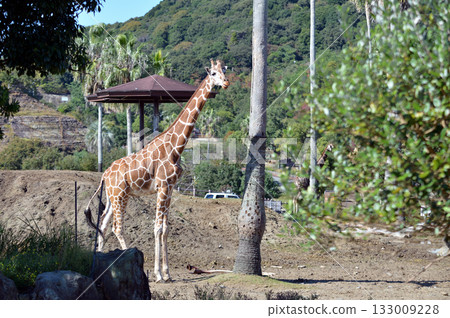 Landscape with giraffes Landscape with giraffes 133009228