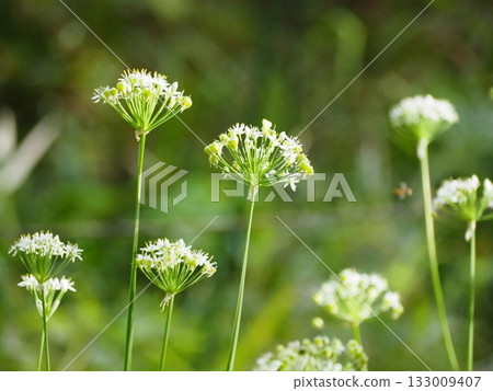 Bamboo flower 133009407