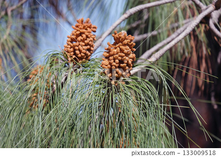 Canary Island pine (lat.- Pinus canariensis) 133009518