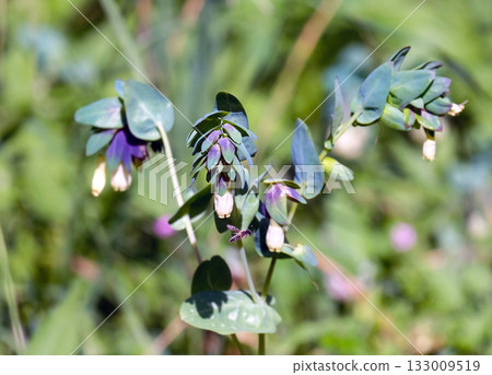 Blooming Palestinian Honeywort (lat.- Cerinthe palaestina) 133009519