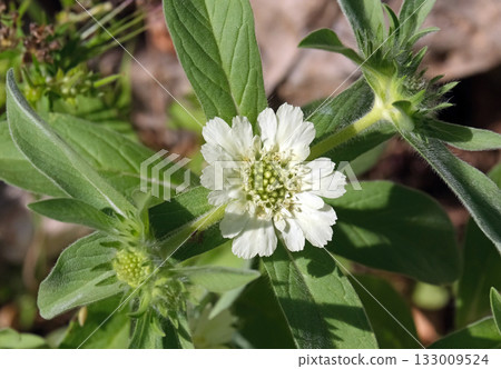 Blooming Perennial Scabious (lat.- Lomelosia caucasica) Blooming Perennial Scabious (lat.- Lomelosia caucasica) 133009524
