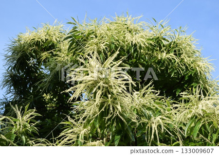Chestnut flower White cream flower 133009607