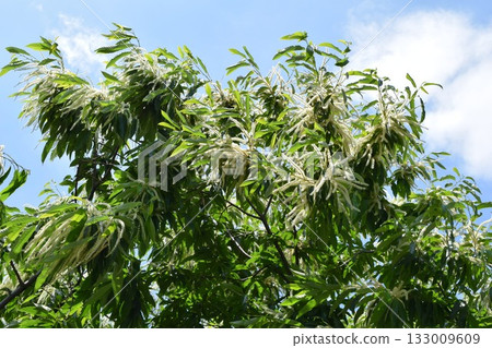 Chestnut flower White cream flower Chestnut flower White cream flower 133009609