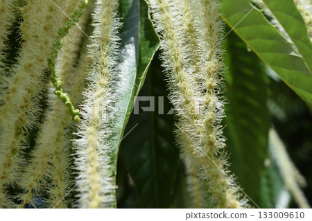 栗子花 白色奶油花 栗子花 白色奶油花 133009610