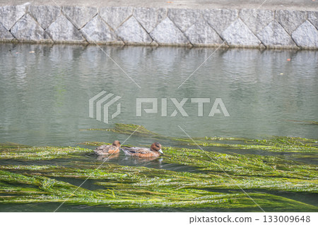琵琶湖運河上的赤頸鴨 133009648