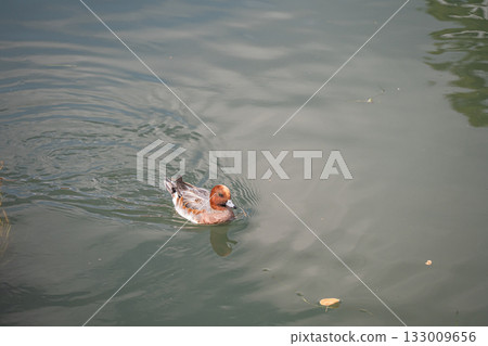 Male Eclipsed Wigeon in the Lake Biwa Canal 133009656