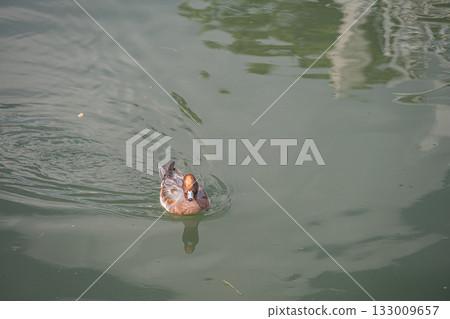 Male Eclipsed Wigeon in the Lake Biwa Canal 133009657