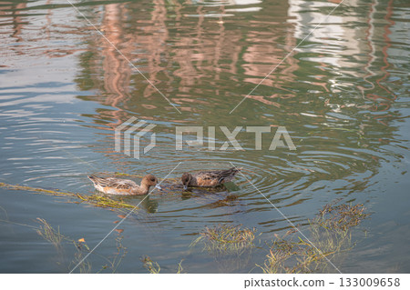 Female Wigeon in the Lake Biwa Canal Female Wigeon in the Lake Biwa Canal 133009658