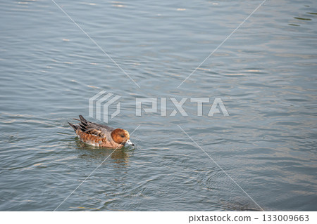 Male Eclipsed Wigeon in the Lake Biwa Canal Male Eclipsed Wigeon in the Lake Biwa Canal 133009663