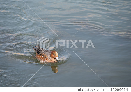 一隻雄性赤頸鴨在琵琶湖水道游泳 一隻雄性赤頸鴨在琵琶湖水道游泳 133009664
