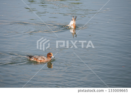 A male eclipse wigeon swimming in the Lake Biwa Canal A male eclipse wigeon swimming in the Lake Biwa Canal 133009665