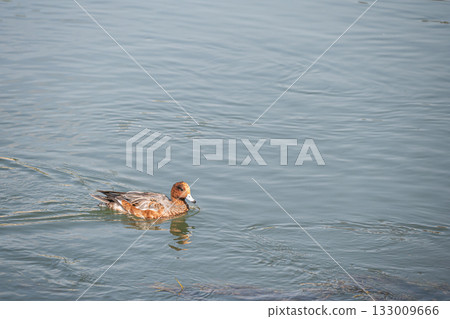 一隻雄性赤頸鴨在琵琶湖水道游泳 133009666