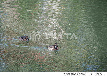 A tufted duck swimming in the Lake Biwa Canal, Kyoto City A tufted duck swimming in the Lake Biwa Canal, Kyoto City 133009723