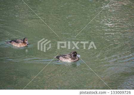 A tufted duck swimming in the Lake Biwa Canal, Kyoto City 133009726