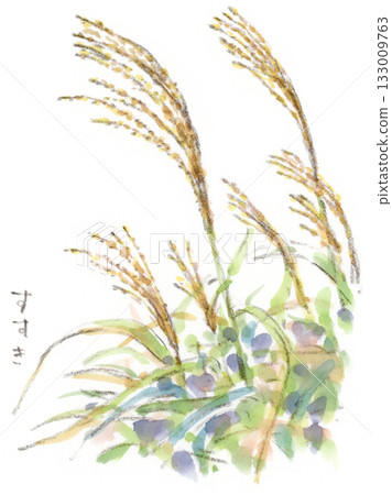 Watercolor illustration of autumn plants, silver grass ears swaying in the wind 133009763