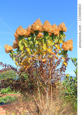 Autumn at Ikedacho Herb Station Flower and Herb Garden 133009803