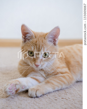 Ginger kitten playing on the floor Ginger kitten playing on the floor 133009867