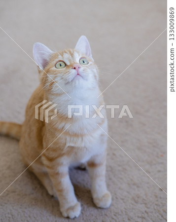 Ginger kitten playing on the floor Ginger kitten playing on the floor 133009869