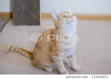 Ginger kitten playing on the floor 133009872