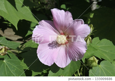 紫花木槿② 紫花木槿② 133009886