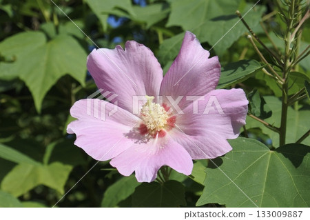 紫花木槿③ 紫花木槿③ 133009887