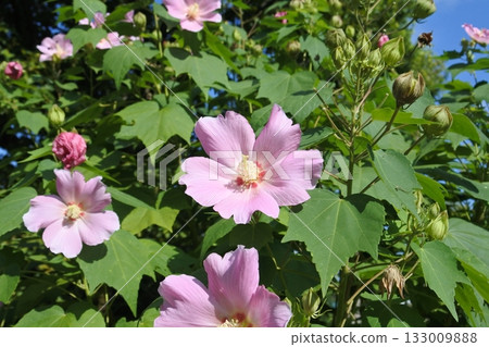 木槿④ 木槿④ 133009888