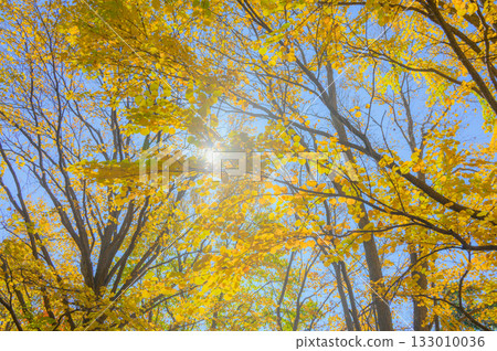 秋天的顏色 秋天的顏色 133010036