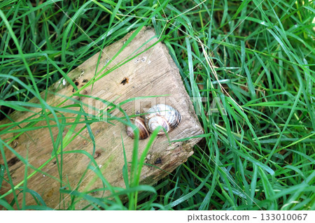 Breeding grape snails. High quality photo 133010067