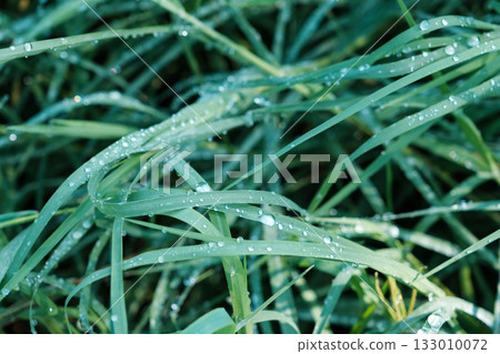 Green grass with dew drops. High quality photo 133010072