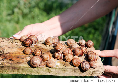 Breeding grape snails. High quality photo 133010073
