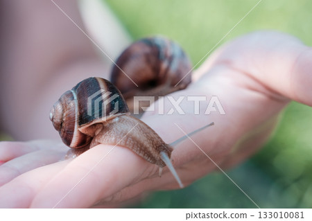 Grape snail on a woman's palm on a green background. High quality photo 133010081