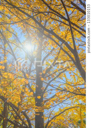 Autumn color Autumn color 133010153