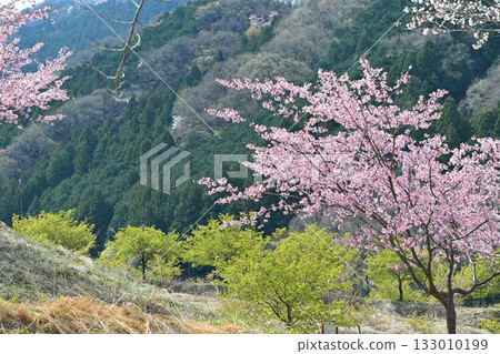 Tiger Mountain Senbonzakura in full bloom in spring in the mountain village of Higashichichibu Village 133010199