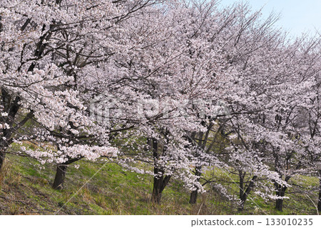 春天，虎山千本櫻在東秩父村的山村里盛開。 133010235