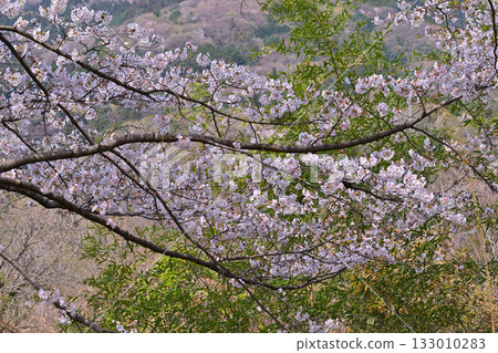 東秩父村,春日山村,盛開的富山千本櫻特寫 東秩父村,春日山村,盛開的富山千本櫻特寫 133010283