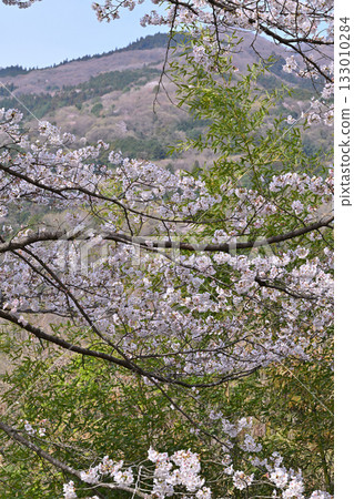 東秩父村,春日山村,盛開的富山千本櫻特寫 東秩父村,春日山村,盛開的富山千本櫻特寫 133010284