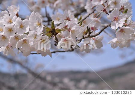 Close-up of Toyama Senbonzakura in full bloom, spring in the mountain village, Higashichichibu Village 133010285