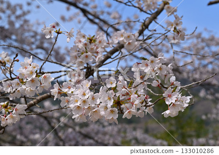 東秩父村，春日山村，盛開的富山千本櫻特寫 133010286