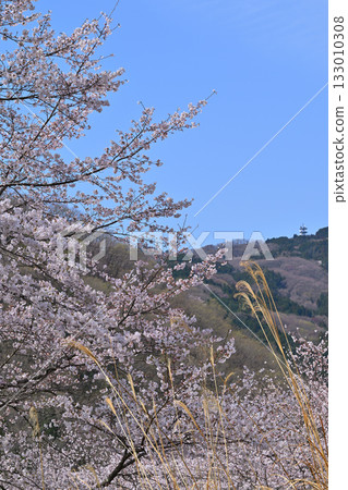 春天，虎山千本櫻在東秩父村的山村里盛開。 133010308