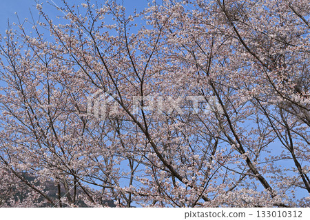 春天,虎山千本櫻在東秩父村的山村里盛開。 春天,虎山千本櫻在東秩父村的山村里盛開。 133010312