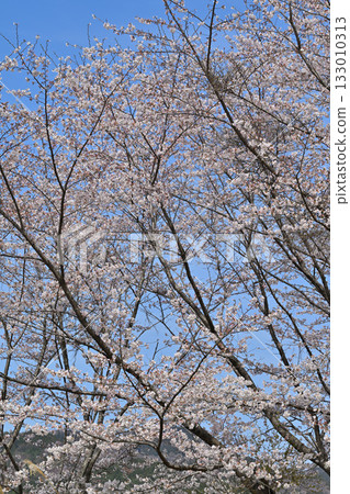春天,虎山千本櫻在東秩父村的山村里盛開。 春天,虎山千本櫻在東秩父村的山村里盛開。 133010313