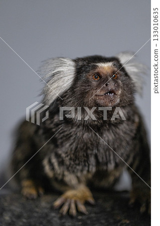 marmoset sits on a rock showcasing its unique facial features and distinctive fur pattern. Its curious expression suggests it is observing its surroundings intently. marmoset sits on a rock showcasing its unique facial features and distinctive fur pattern. Its curious expression suggests it is observing its surroundings intently. 133010635