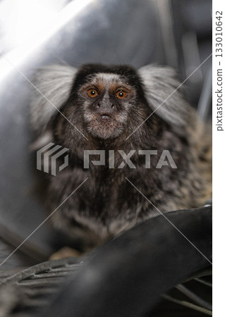marmoset sits quietly on a soft surface with its large expressive eyes. This small primate has fluffy fur and a curious expression in its natural habitat during the daytime. 133010642
