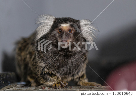 small marmoset with fluffy ears and dark fur stands alert gazing at the viewer. The setting is indoors with soft lighting creating a calm atmosphere. small marmoset with fluffy ears and dark fur stands alert gazing at the viewer. The setting is indoors with soft lighting creating a calm atmosphere. 133010643