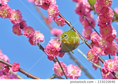 A white-eye on a red plum blossom in full bloom (spring image) (springtime image) 133010646