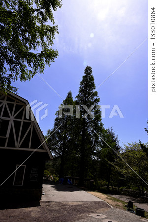 神戶六甲山牧場樹木 133010864